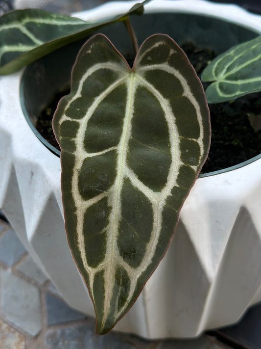 Website Restock – thehomebodhi