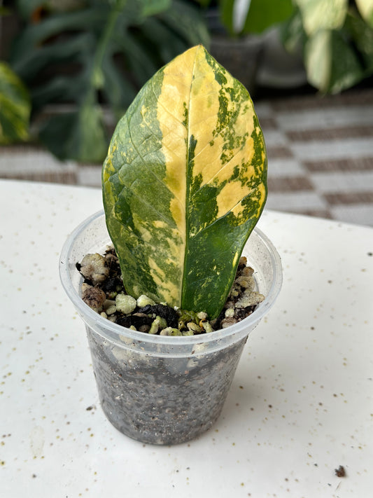 Zamioculcas Zamiifolia ZZ Variegated