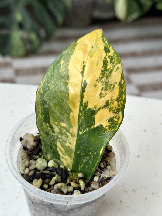 Zamioculcas Zamiifolia ZZ Variegated