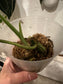 Rhaphidophora Tetrasperma Variegated Cutting