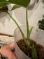 Rhaphidophora Tetrasperma Variegated Cutting