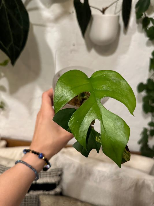 Rhaphidophora Tetrasperma Variegated Cutting