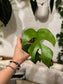 Rhaphidophora Tetrasperma Variegated Cutting