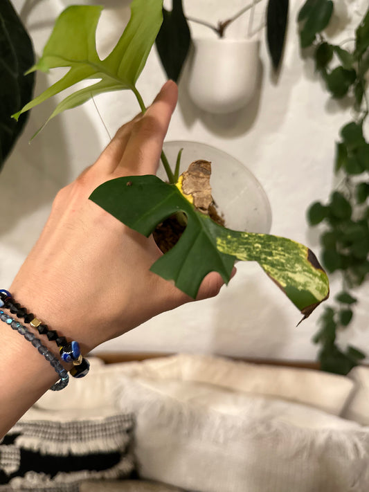 Rhaphidophora Tetrasperma Variegated Cutting